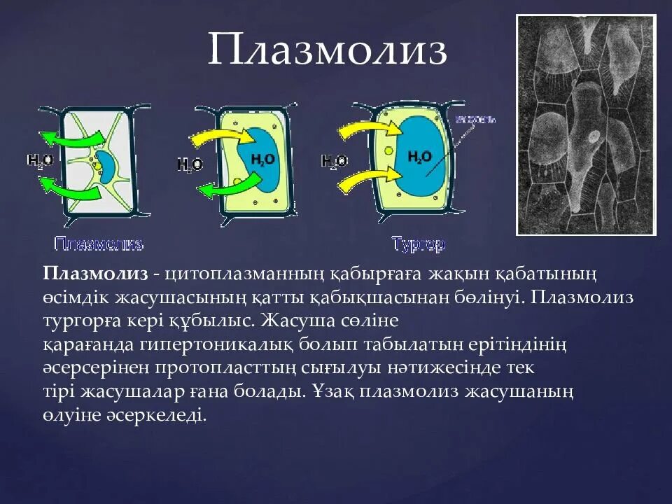 Явление плазмолиз. Деплазмолиз растительной клетки. Плазмолиз и деплазмолиз. Тургор плазмолиз деплазмолиз. Явление плазмолиза и деплазмолиза в растительной клетке.