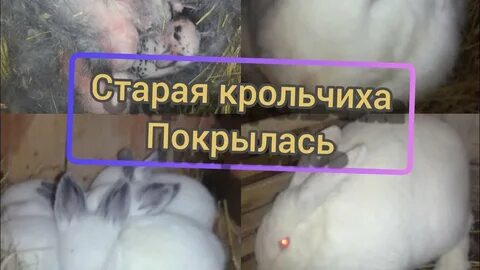 Крольчиха покрывается