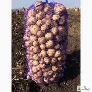 Сорт ривера