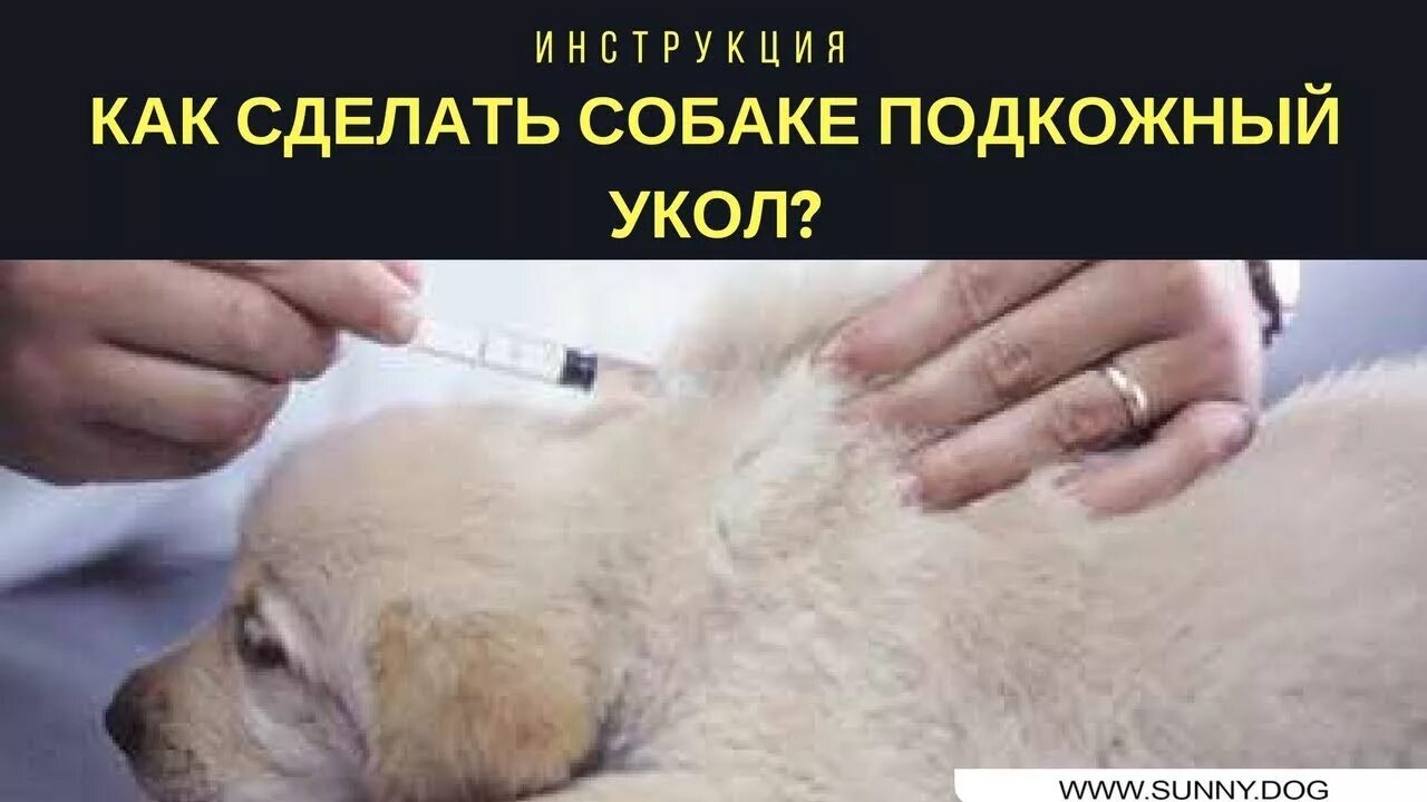 Делают ли собакам прививки от клещей. Укол собаке подкожно в холку. Укол собаке внутримышечно в холку. Прививка щенку в холку.