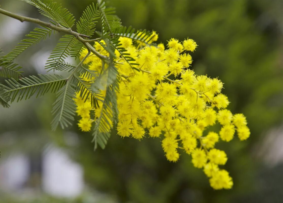 мимоза хостилис. мемозы. ветка мимозы. сибирская мимоза. мимоза балеана.