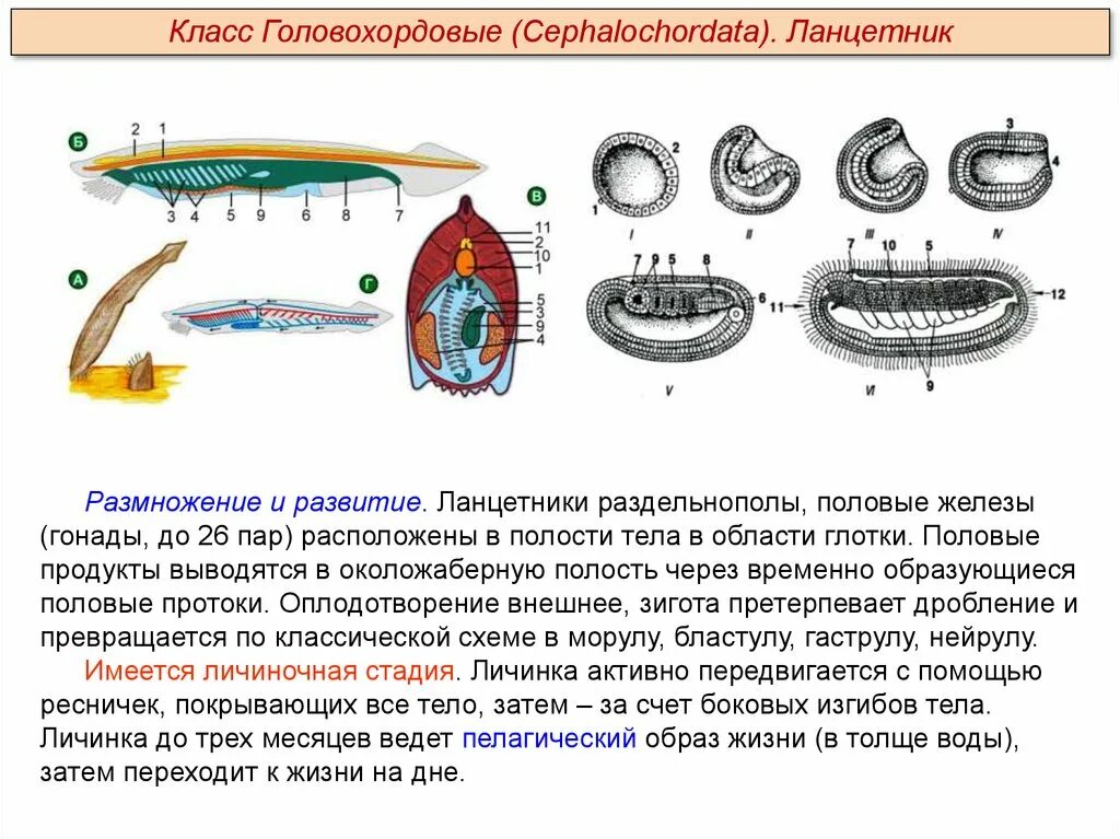 Подтип Бесчерепные Головохордовые. Класс Головохордовые ланцетник. Схема эмбриона ланцетника. Размножение ланцетника схема.