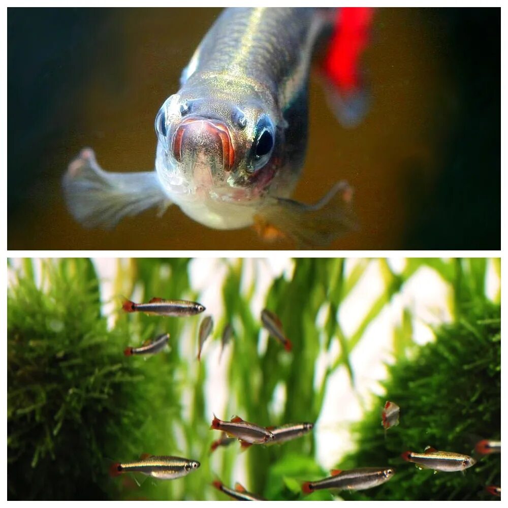 Содержание кардиналов. Кардинал золотой (tanichthys albonubes). Кардинал рыбка аквариумная. Tanichthys micagemmae. Кардинал вуалевый рыбка аквариумная.