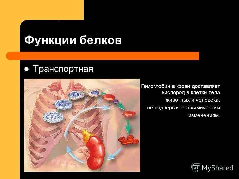 В чем проявляется транспортная функция