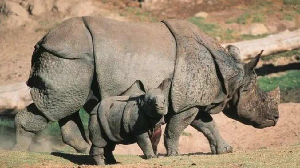 Носорог рептилия. Карликовый носорог. Панцирный носорог. Доисторический носорог. Широконосый носорог.