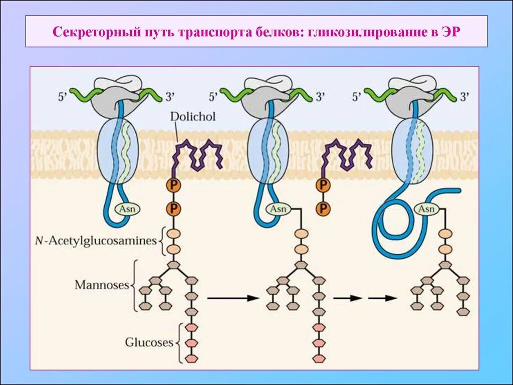 Белковый транспорт. Гликозилирование белков биохимия. Механизм гликозилирования белков. Механизм гликозилирования белков биохимия. Секреторный путь транспорта белков.