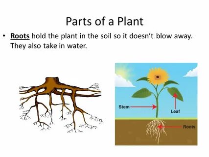 He is plants