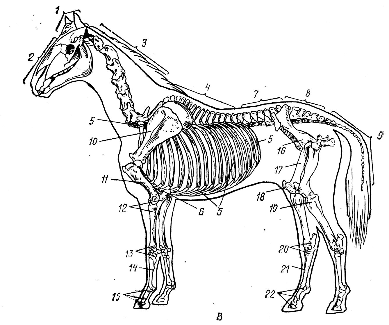 Деление скелета на отделы. Осевой скелет лошади анатомия. Осевой скелет КРС. Скелет крупного рогатого скота анатомия. Строение скелета лошади анатомия.