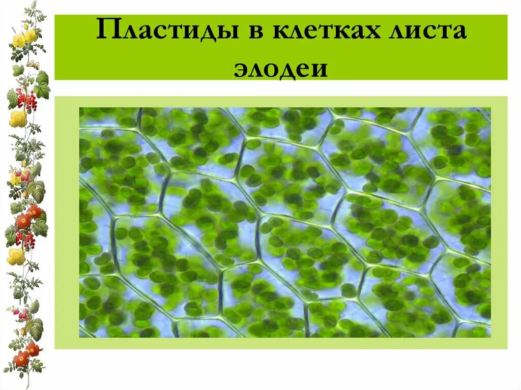 Лабораторная строение листа. Хлоропласты элодеи. Пластиды в клетках листа. Пластиды в клетках листа элодеи. Хлоропласты в клетках листа элодеи.