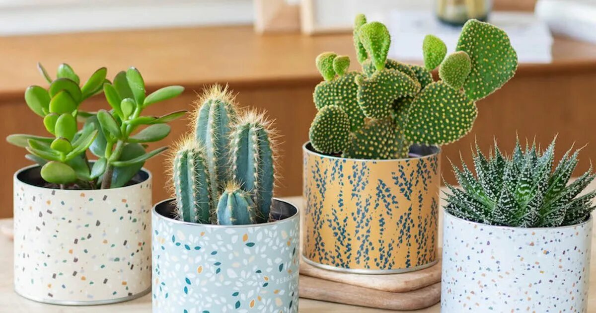 Cactus 5. Кактус на рабочем столе интерьер. Кактус Сканди. Кактус Intensive. Кактус на журнальном столике.