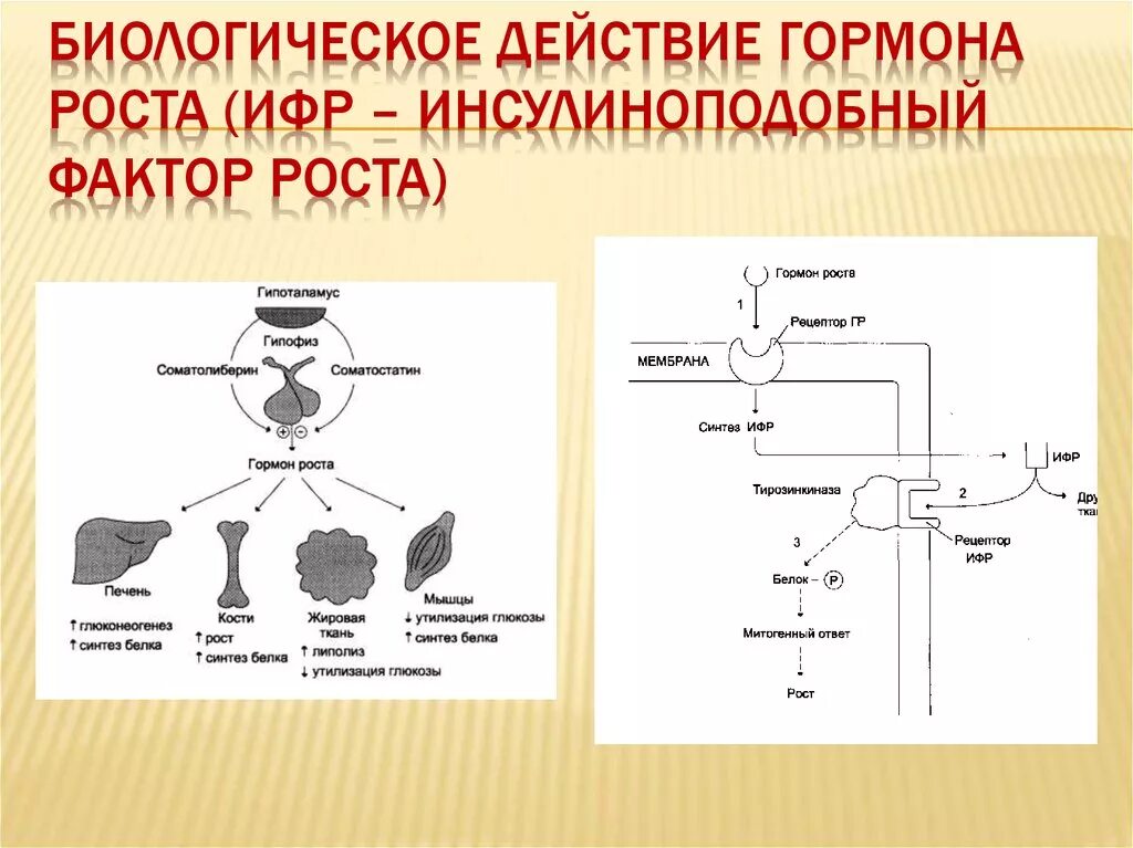 Синтез гормона роста. Рецептор гормона роста. Механизм действия гормона соматотропина. Соматотропный гормон Синтез схема. Схема действия соматотропного гормона.