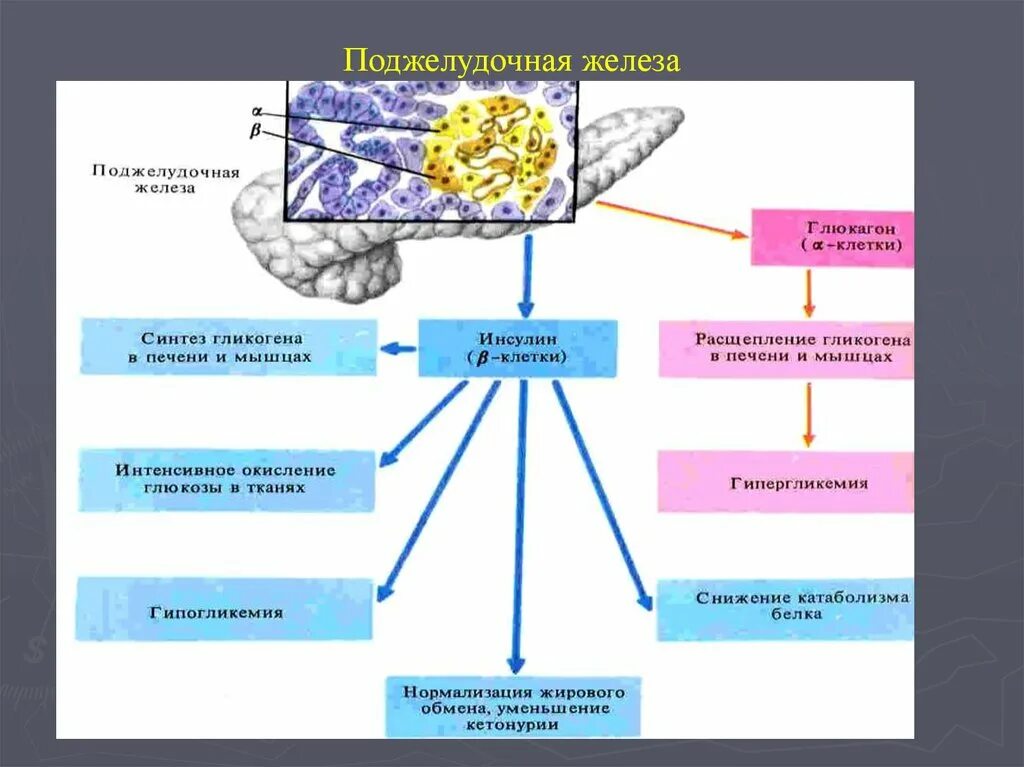 Поджелудочная железа синтез гликогена. Гормоны поджелудочной железы строение. Синтез инсулина поджелудочной железой. Поджелудочная железа схема Синтез гликогена. Секреция гормона поджелудочной железы.