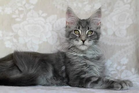 Мини кун