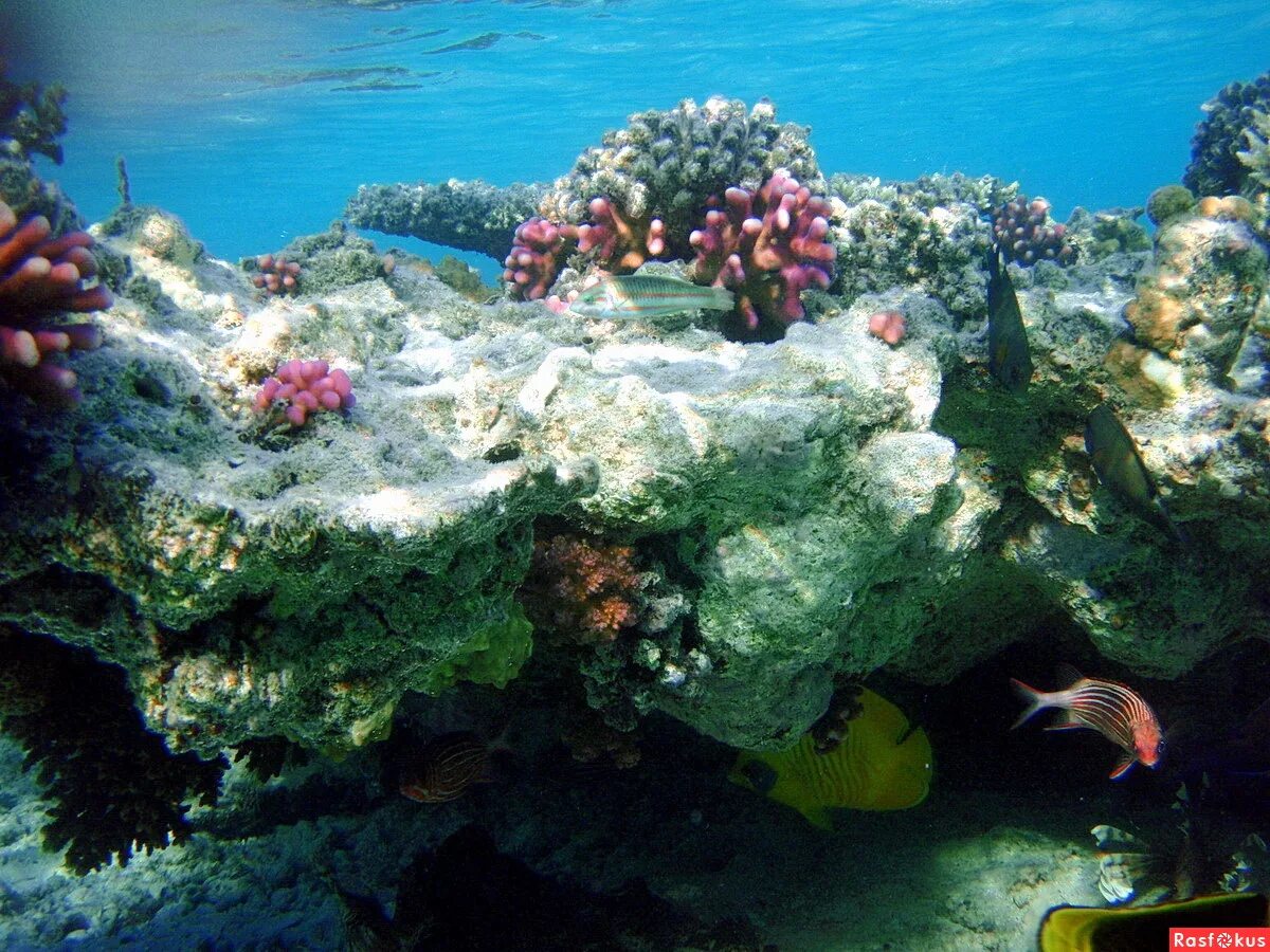 Коралловые рифы в хургаде. Коралловый риф Хургада. Красное море риф Шарм Эль Шейх. Рифы в Хургаде. Коралловый риф в Шарм Эль Шейхе.