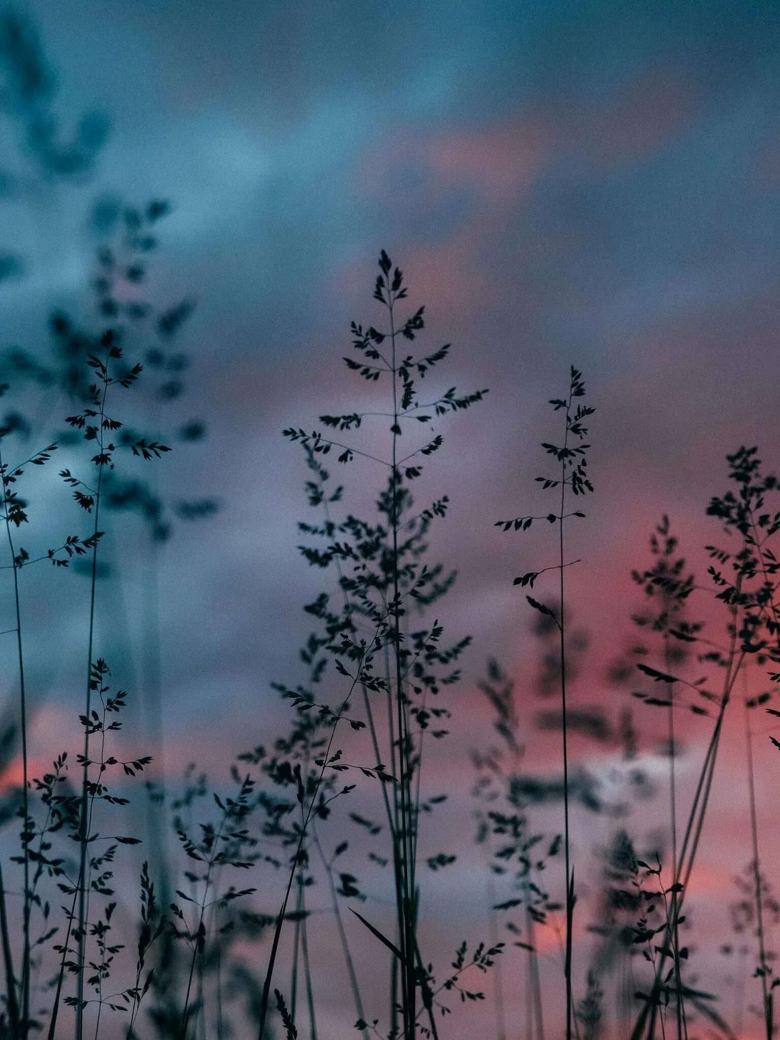 Черно белая эстетика цветы. Красивый пейзаж. Рододендрон тхач адыгея. Эстетика природа закат. Цветы в тумане.