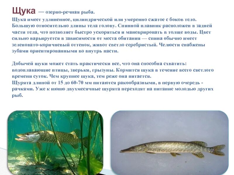 Щука рыба описание для детей 1 класса. Описание рыбы щука для 1 класса. Сведения о щуке. Сообщение о щуке.