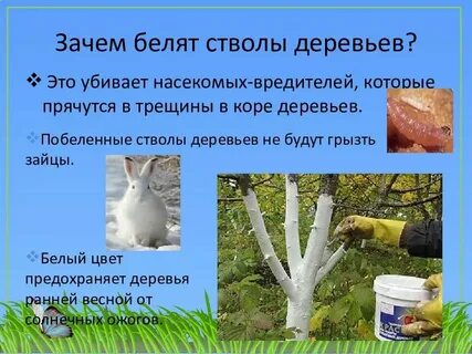 Белит что это