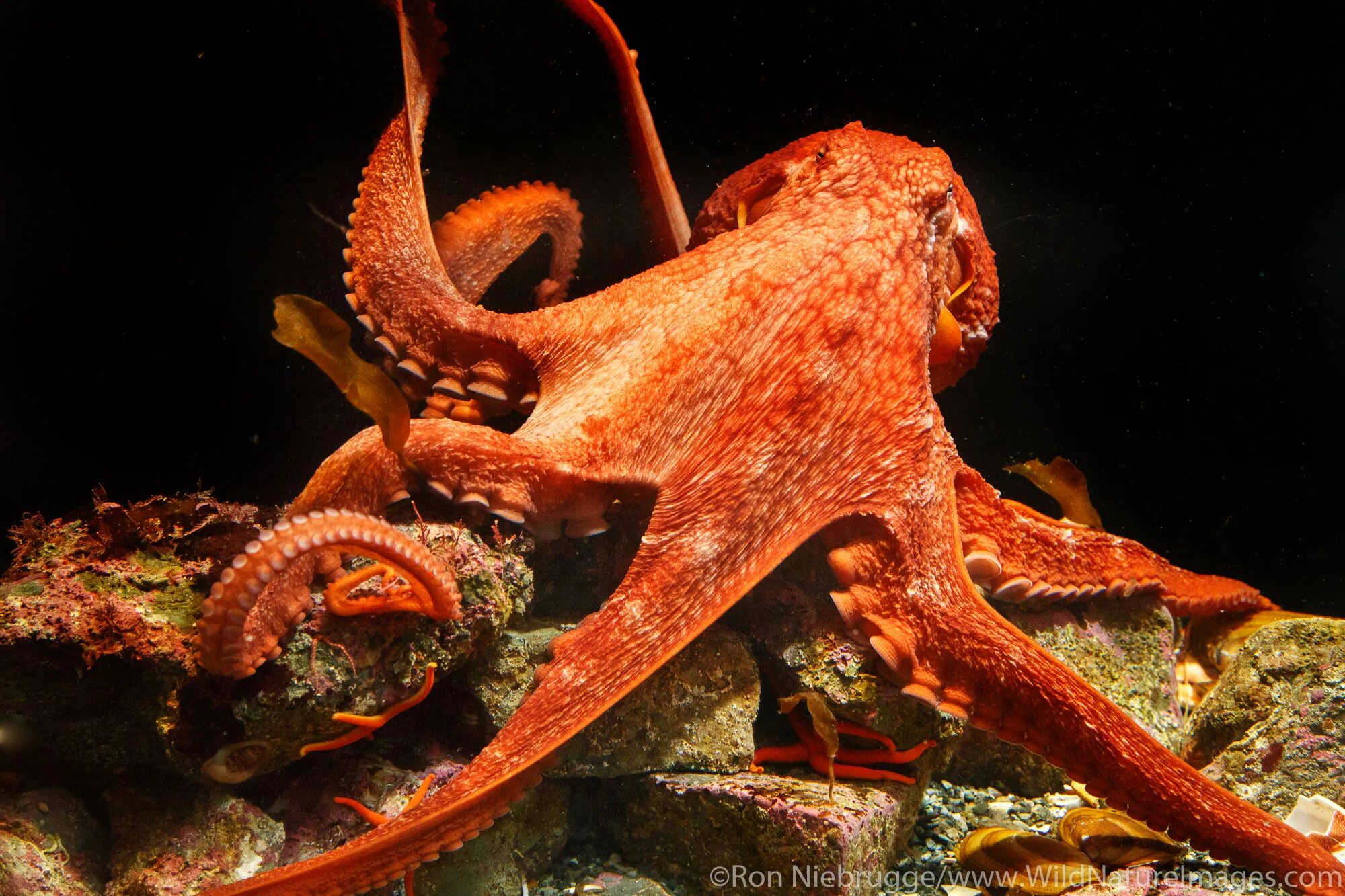 Гигантский осьминог криптид. Giant pacific octopus. тихоокеанский осьминог. осьминог дофлейна.