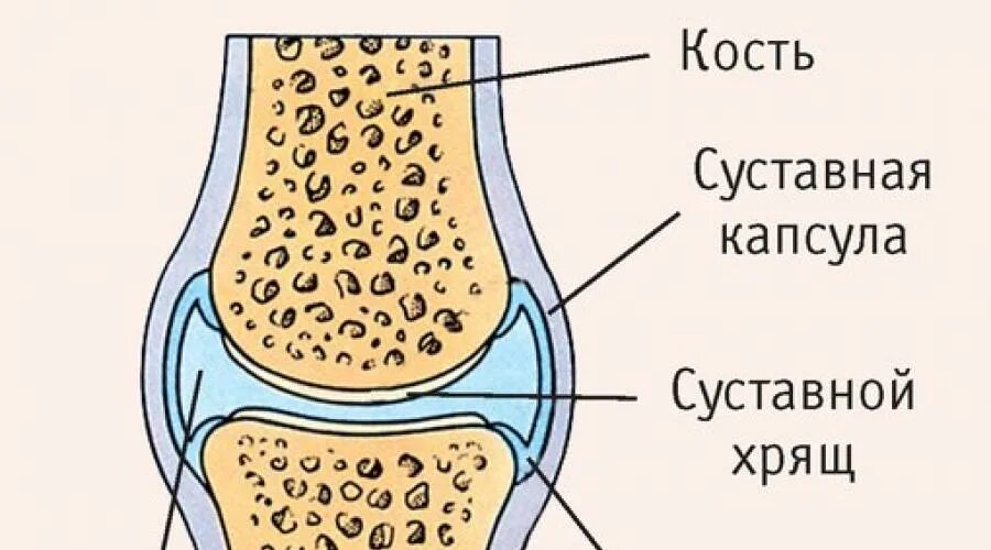 Строение капсулы сустава. Суставная капсула коленного сустава. Для суставов капсулы. Суставная капсула кисти.