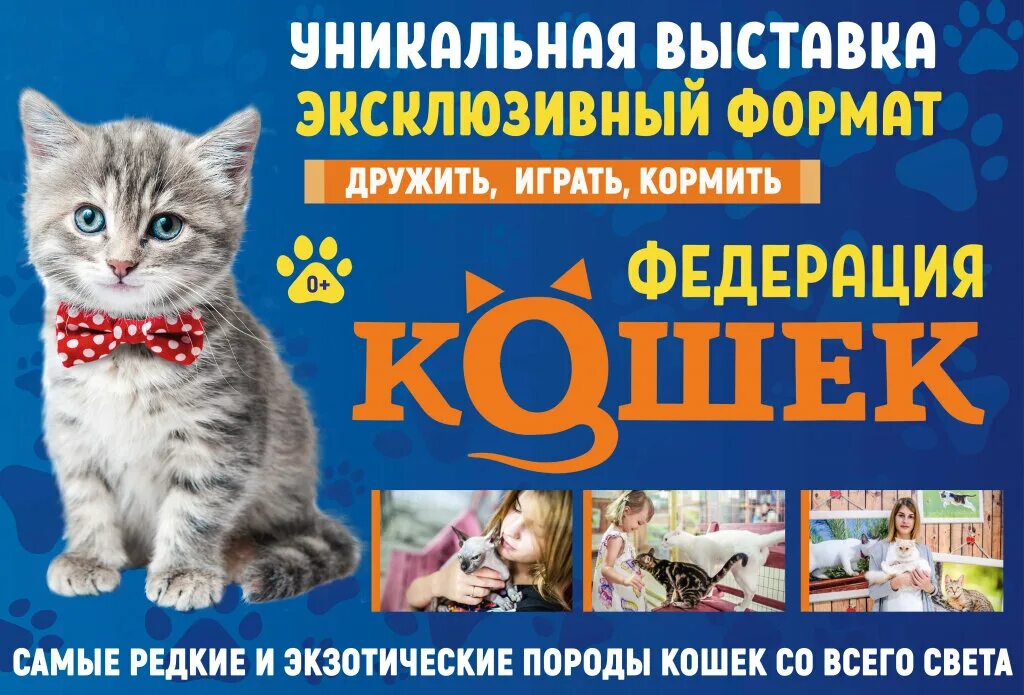 Кошечка отзывы. Федерация кошек. Выставка кошек. Федерация кошек Иркутск. Билет на выставку кошек.