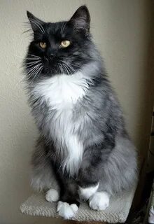 Черно серая кошка