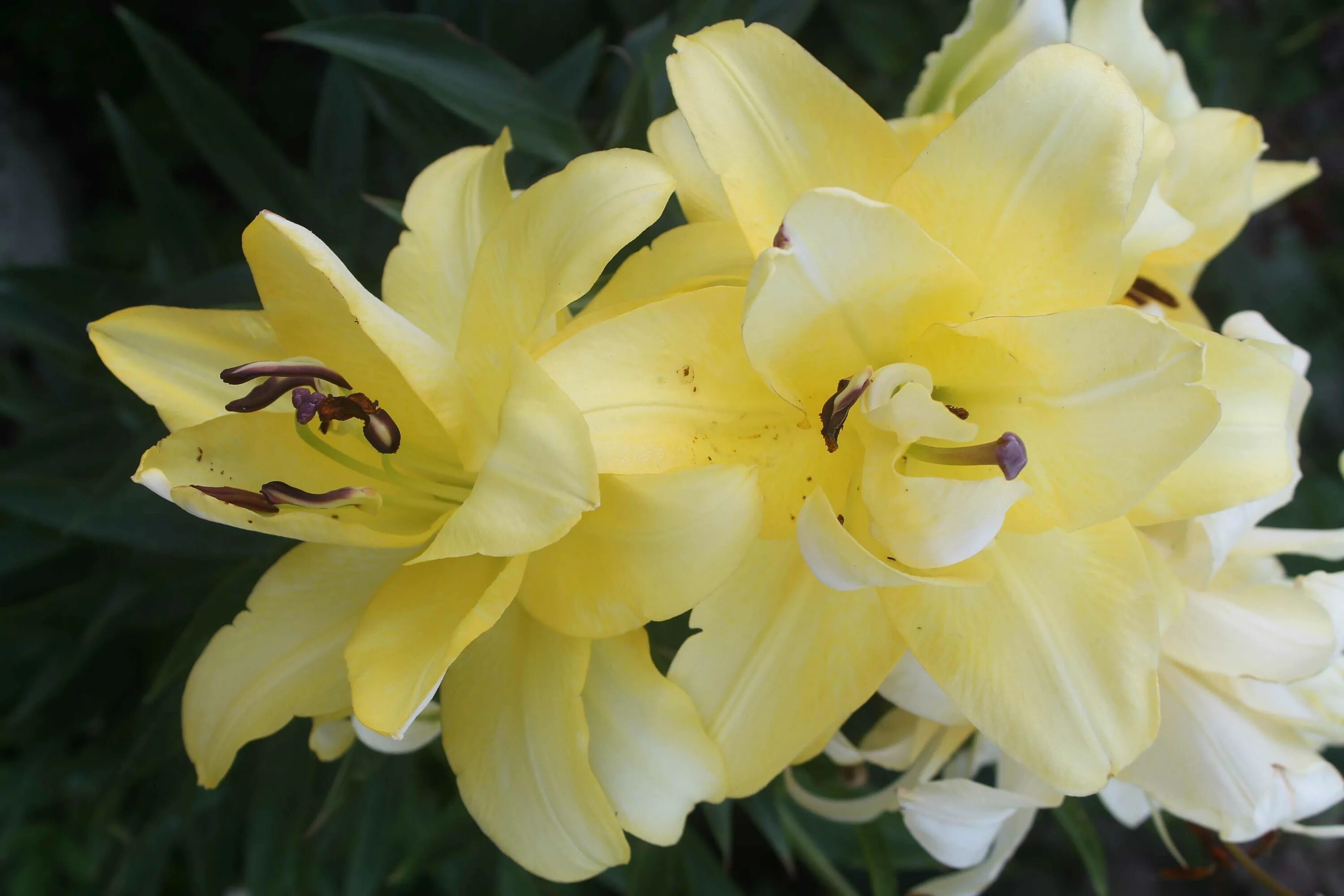 Лилия восточная кзотико. Лилия экзотика. Лилия восточная махровая фифти фифти. Лилия exotic sun (экзотик сан). Лилия восточная кзотико.