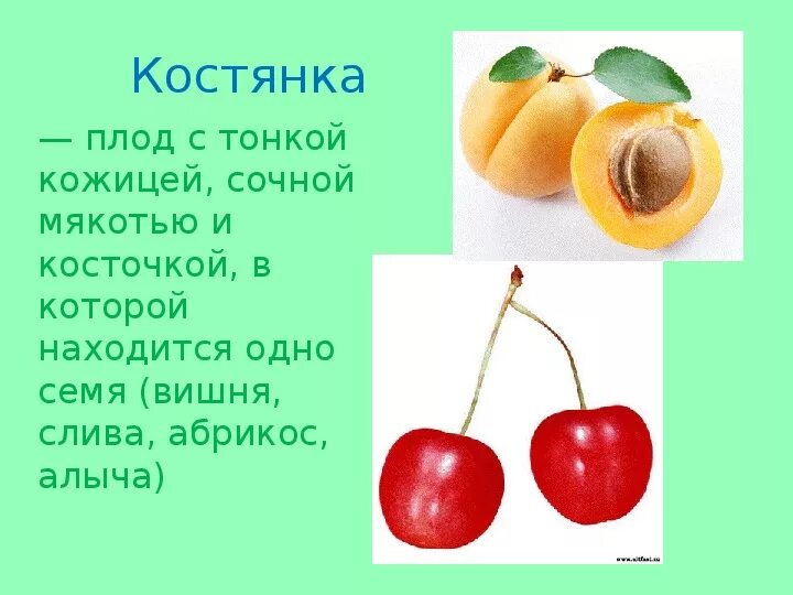 Костянка тип плода примеры Тип плода показанный на рисунке характерен для растений семейства Foto-Gadanie.r
