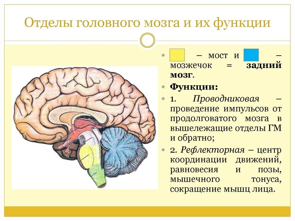 Каковы особенности головного мозга. Отделы головного мозга функции головного мозга. Функции 5 отделов головного мозга. Первичные функции отделов головного мозга. Отделы головного мозга и их функции схема.