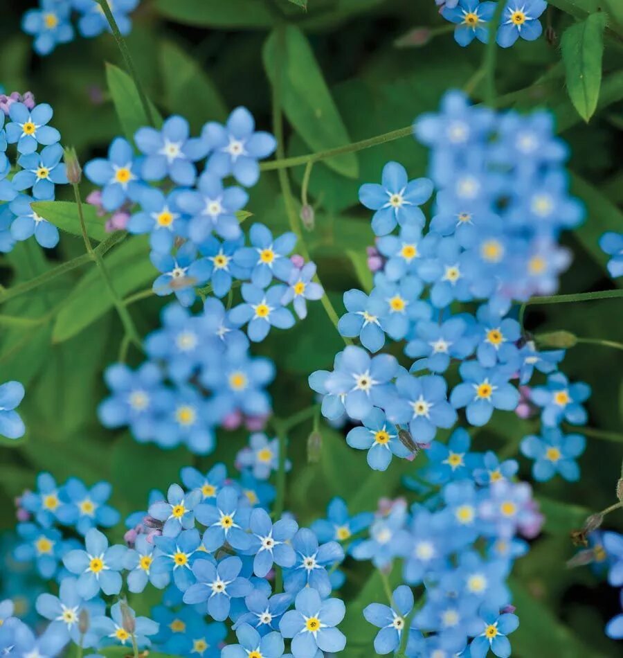 Незабудка что означает. Незабудка Альпийская (Myosotis alpestris). Незабудка редкоцветная. Незабудка Альпийская Виктори Роуз. Цветы однолетки незабудки.