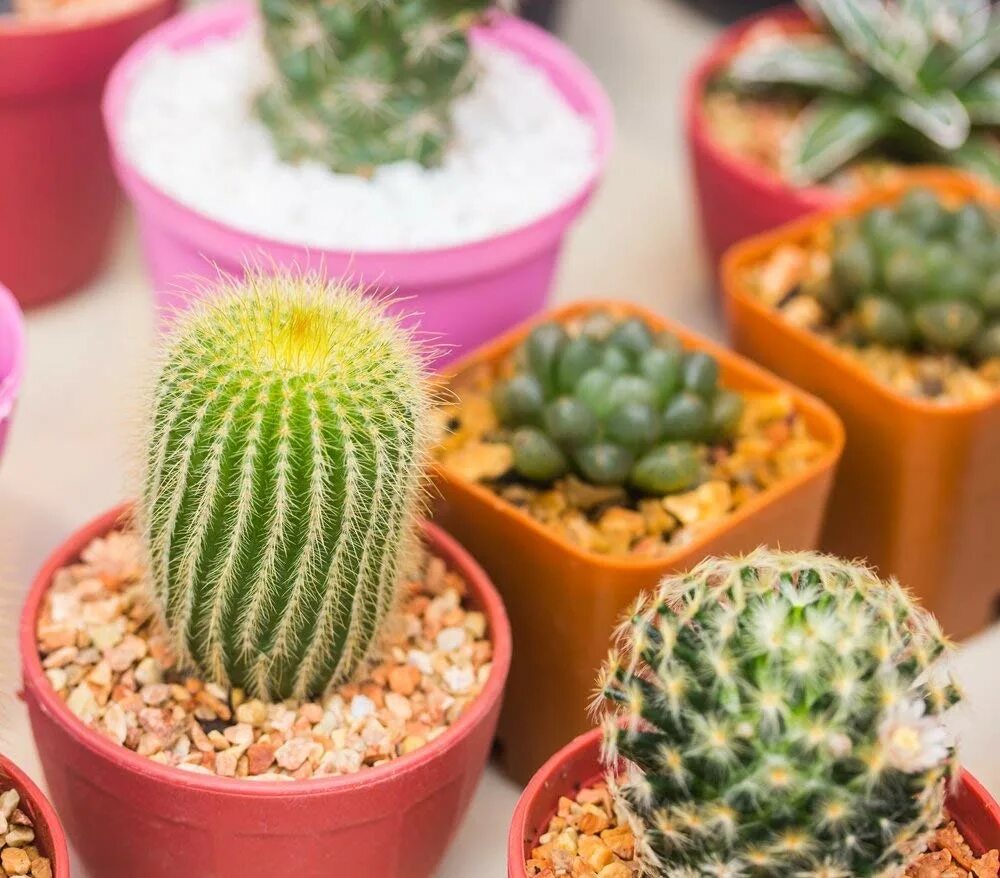 Почему кактус назвали кактусом. Cactaceae кактус. кактус микс мексикан. трихоцереус. кактусы микс комнатные цветущие.