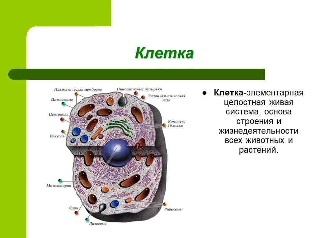 Основа клетки живого организма. Клетка Живая система 5 класс биология. Схема клетка Живая система. Клетка Живая система схема 5 класс по биологии. Клетка основа строения и жизнедеятельности.