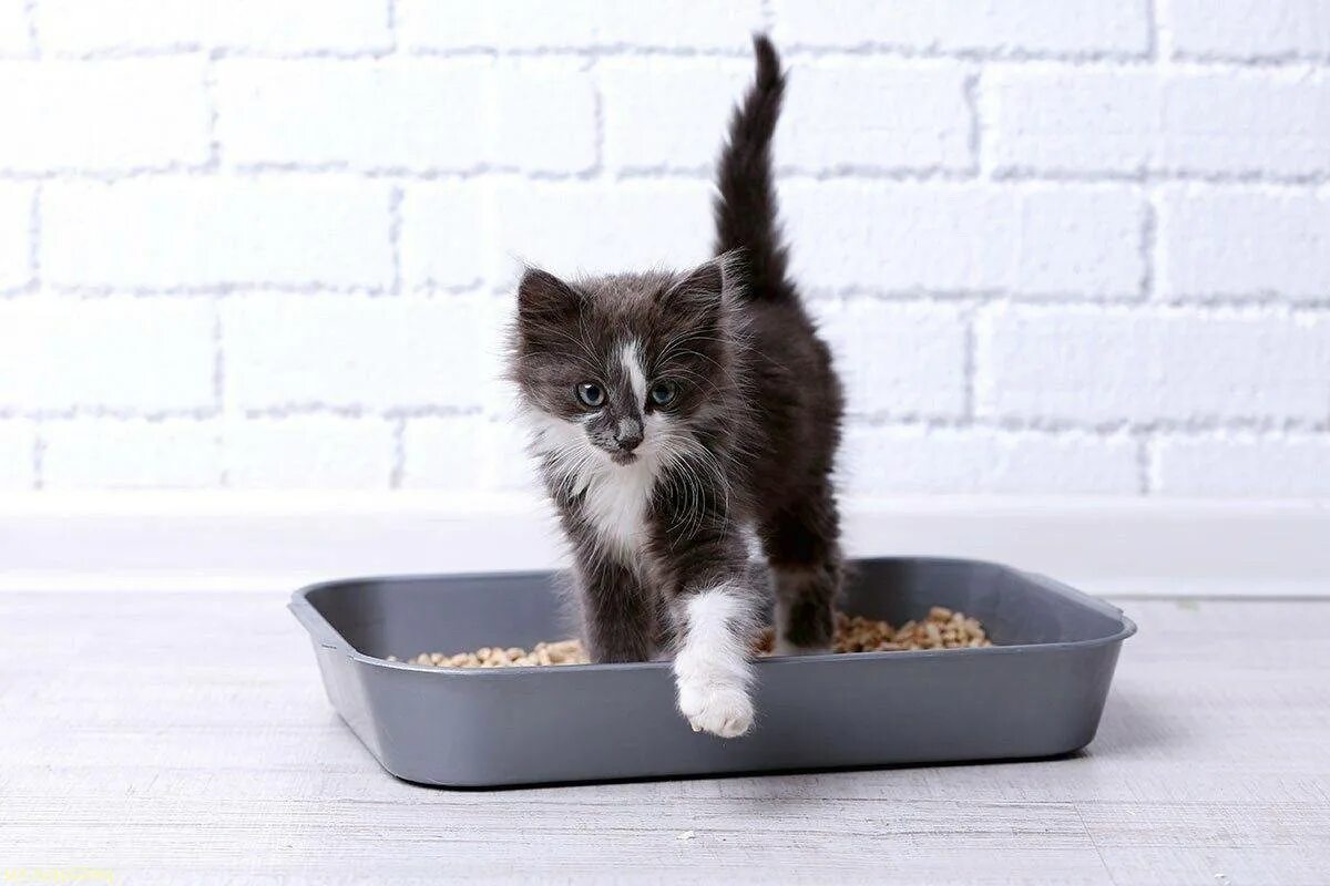 Как заставить котенка сходить. Кот в лотке. лоток для котят. лоток и наполнитель для котенка. котенок в туалете.