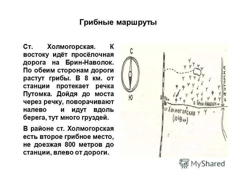 Путем грибной мудрости