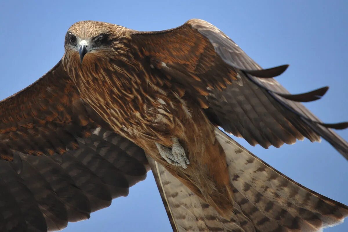 Птица ястреб тетеревятник. Сокол сапсан и ястреб тетеревятник. Ястреб-перепелятник. Хищные птицы в городе. Лунь канюк тетеревятник.