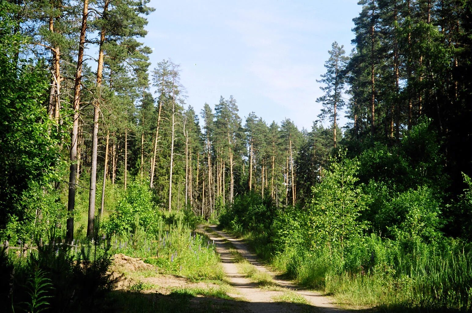 Великий новгород хвойная. Маловишерский лес в Новгородской области. Валдайская возвышенность Валдай. Валдайский национальный парк Новгородская область. Валдайская возвышенность лес.