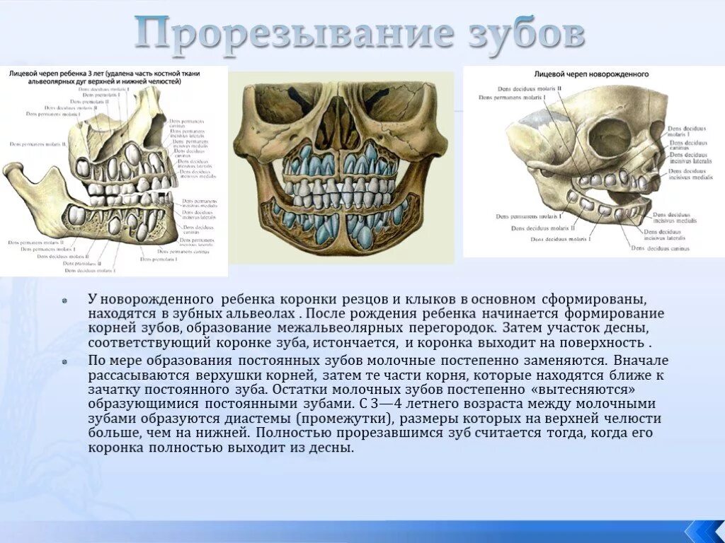 Коренной зуб в челюсти. Строение зубов у грудничка. Молочные зубы у детей строение черепа. Строение челюсти ребенка.