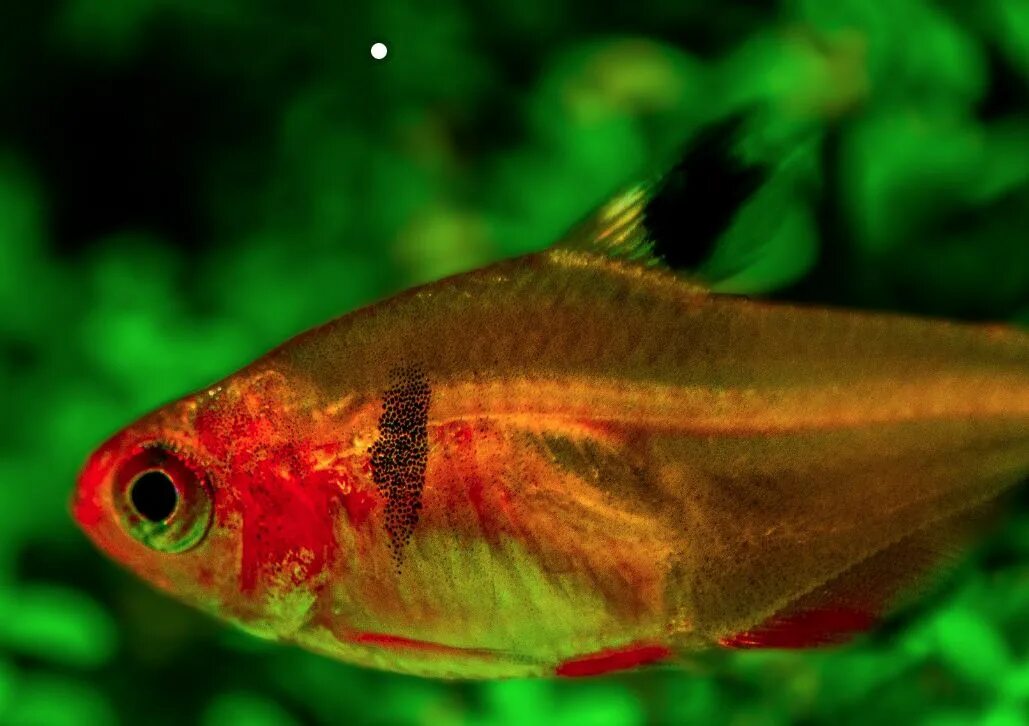 Минор красный. Рыбка серпас минор. Рыбка серпас минор. Орнатус красный фантом. Рыбка серпас минор.