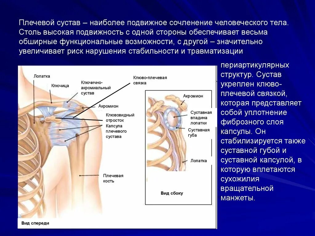 Подвижное соединение суставов. Самый подвижный сустав. Подвижные суставы. Подвижный плечевой сустав. Подвижные суставы человека.