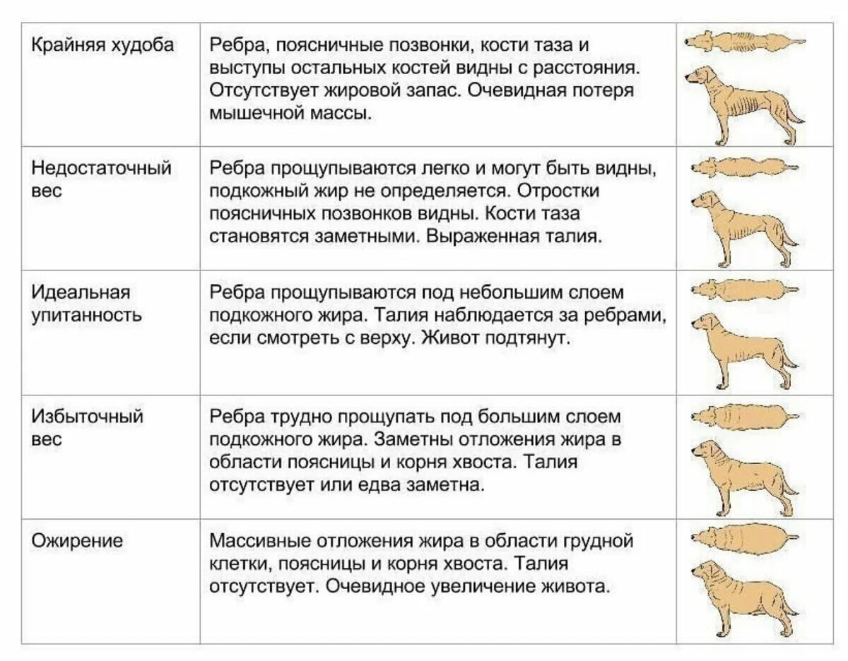 Индекс массы тела собаки. Стадии ожирения у собак таблица. Степени ожирения у собак. Как определить ожирение у собаки. Стадии ожирения у собак.