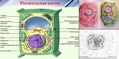 животная и растительная клетка рисунок