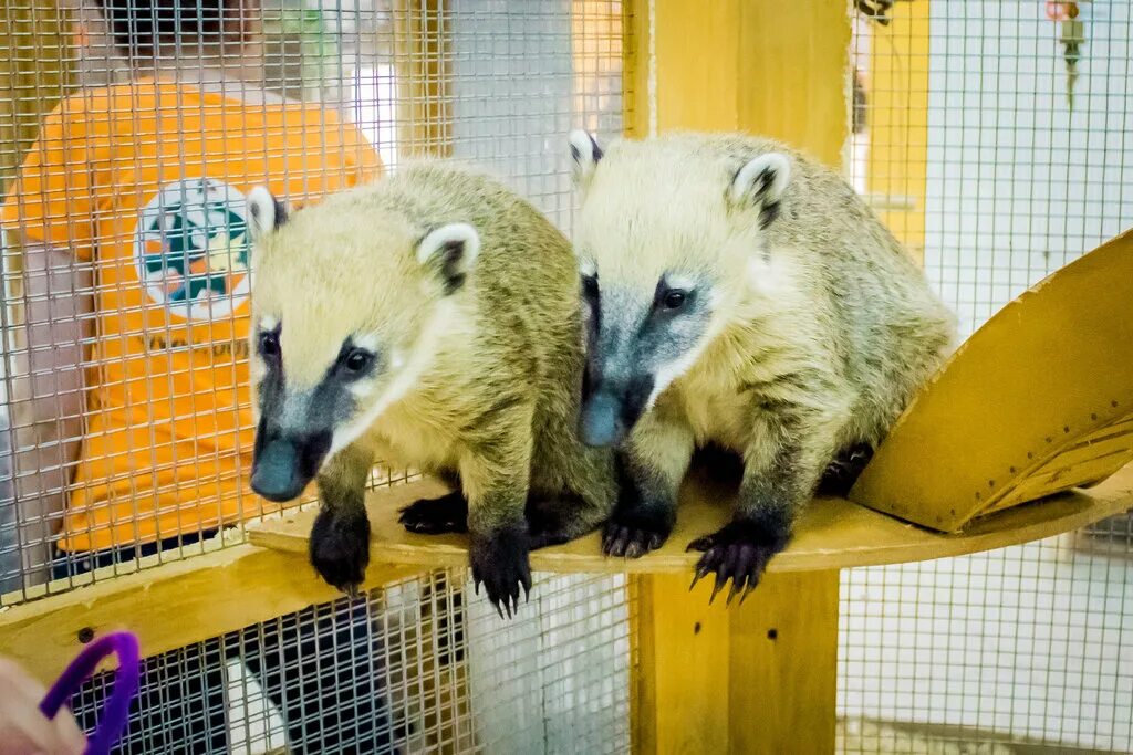 енот гопник. еноты в москве контактный. контактный зоопарк еноты москва. московский зоопарк еноты. кафе с енотами в москве.