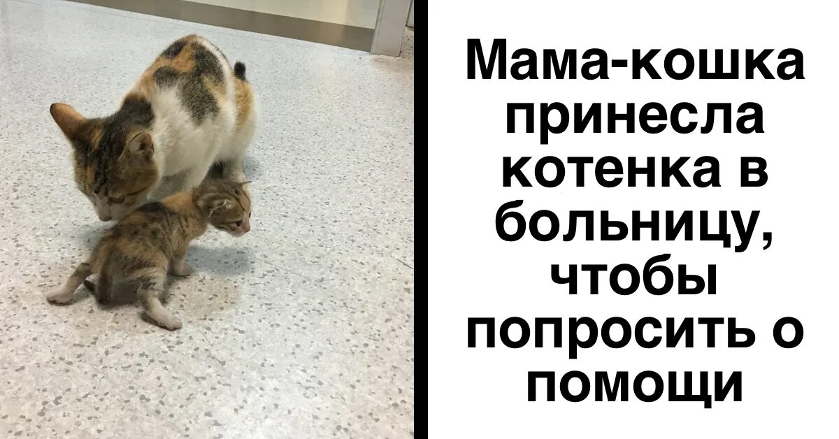 Мама принесла котенка. Несет котенка. Принёс котёнка. Кошка переносит котят. Кошка принесла котят.