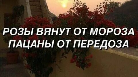 Кто поет розы на морозе