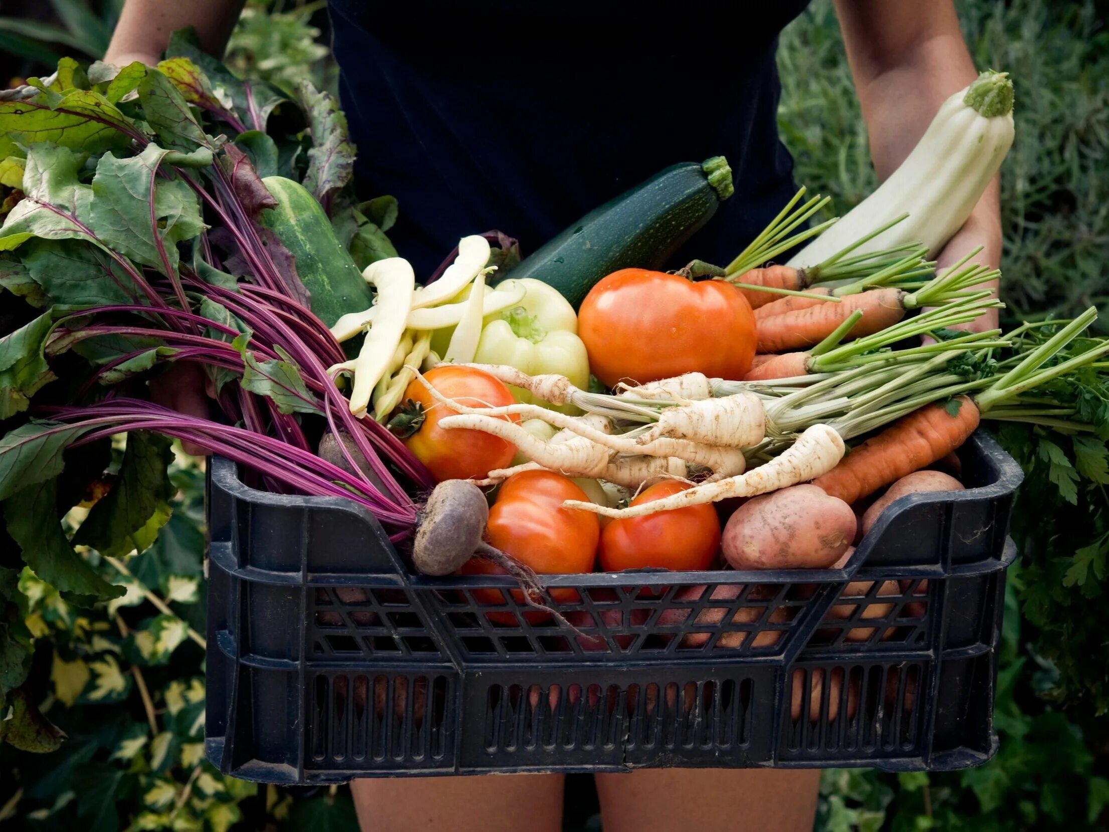Vegetables предложение. Овощи и фрукты с огорода. Овощи в ящике. Огород урожай. Органическое сельское хозяйство.