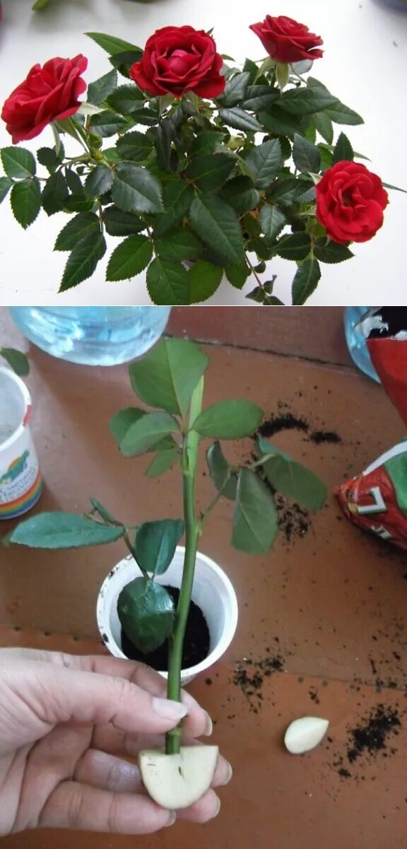 Как вырастить розу из бутона