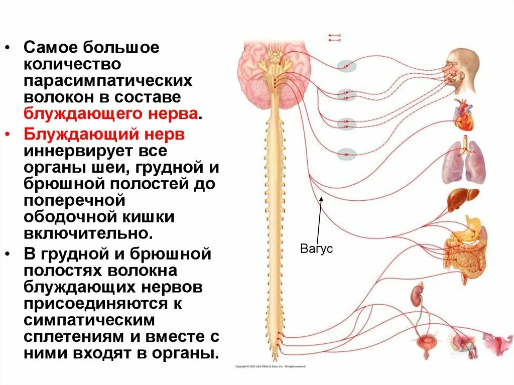 Нервы содержащие