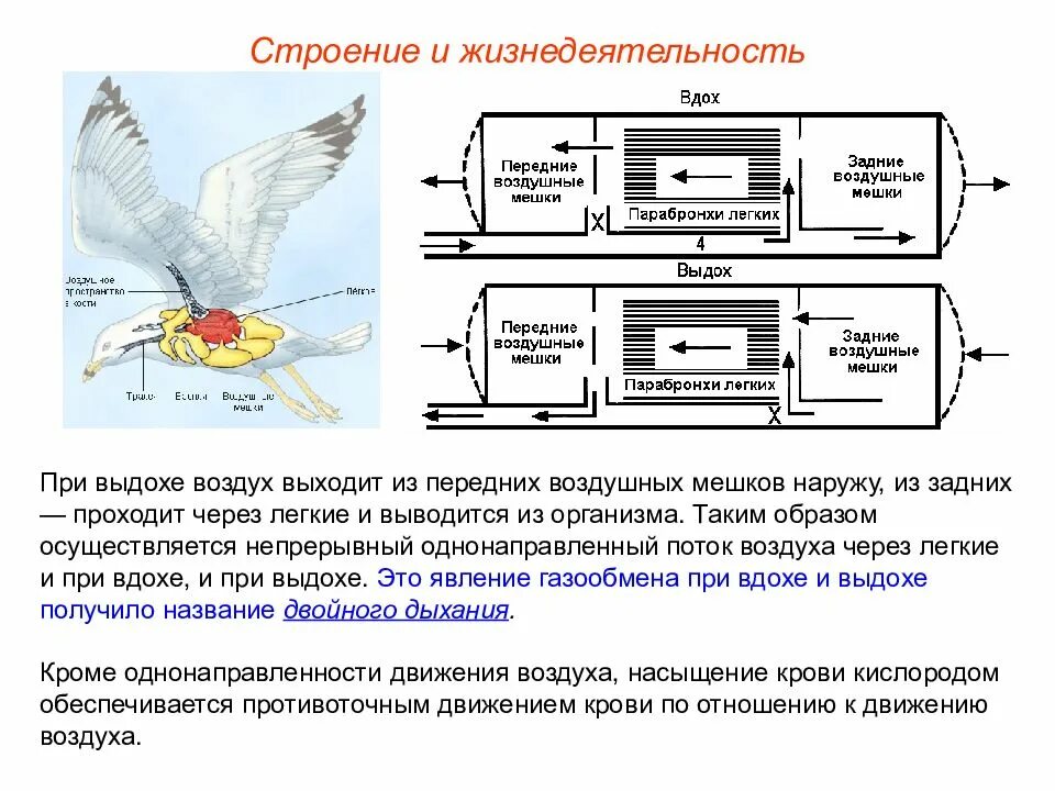 Дыхание птиц воздушные мешки. Дыхание птиц схема. Механизм дыхания птиц схема. Схема двойного дыхания у птиц. Механизм двойного дыхания у птиц схема.