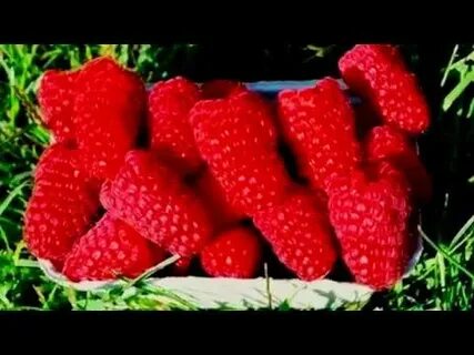 Характеристика сорта малины пшехиба
