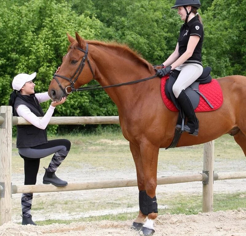 Конный спорт. Верховая езда. Спортивные лошади. Для верховой езды.