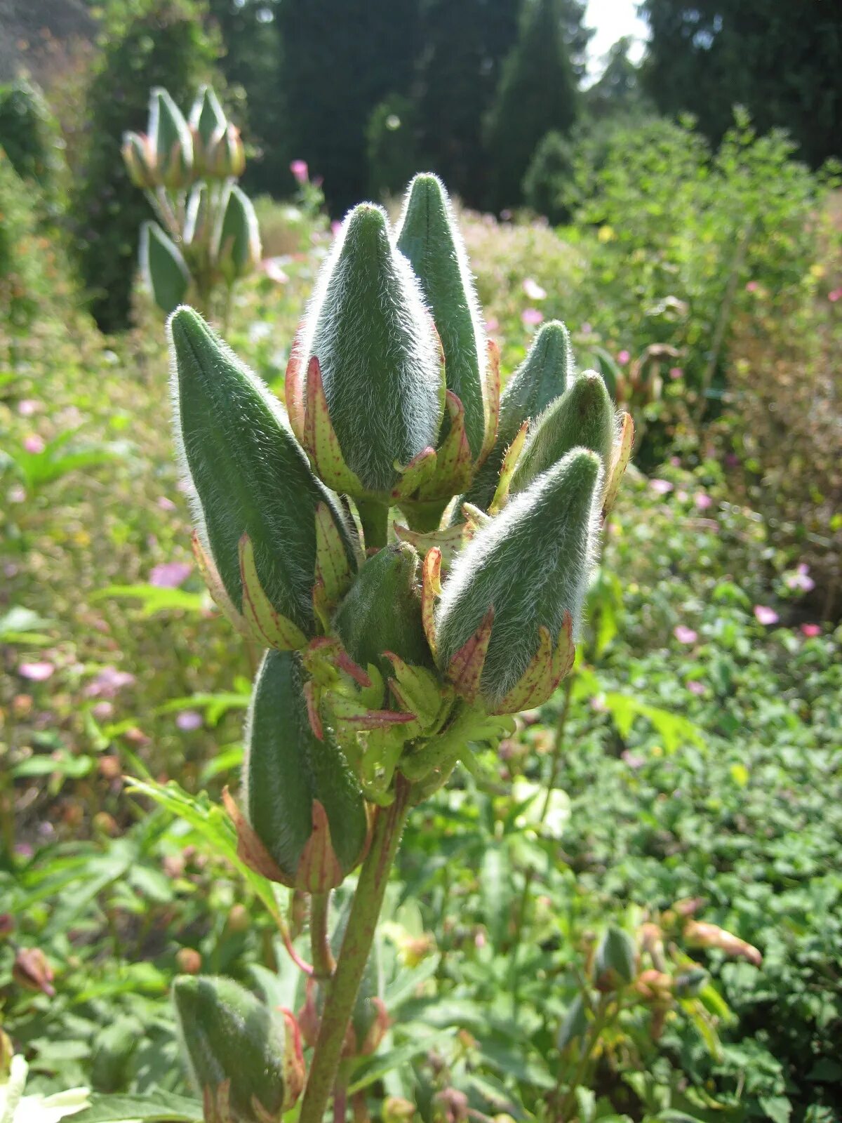 14 plants. Абельмохус ( Abelmoschus. Абельмош съедобный. Hibiscus Abelmoschus. Abelmoschus Manihot (l.) medik фрукты.